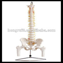 ISO Life-Size Vertebral Column with Pelvis and Femur Heads, Spine model, HR-126